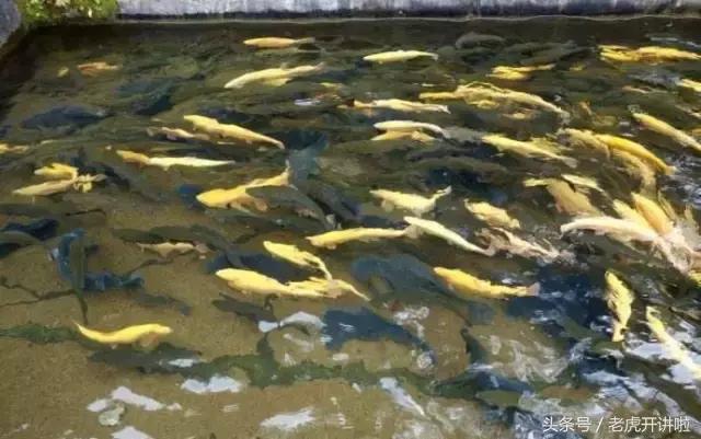 五一去吉林集安旅游攻略,集安旅游攻略大全