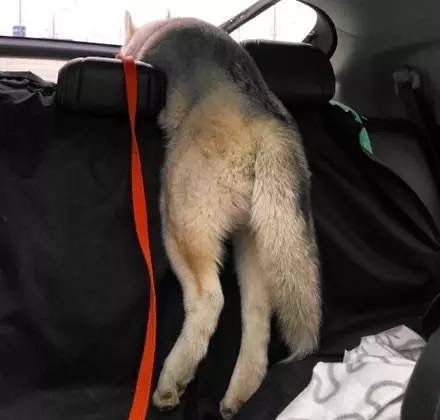 在哈士奇面前说雪橇三傻很傻,哈士奇果然是雪橇三傻