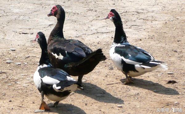 猪场没有养猪了养什么好,猪场没打猪瘟疫苗可以吗