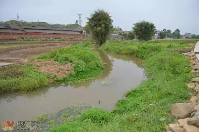 宜宾屏山蓝莓基地采摘园在哪,宜宾蓝莓采摘基地多久可以摘