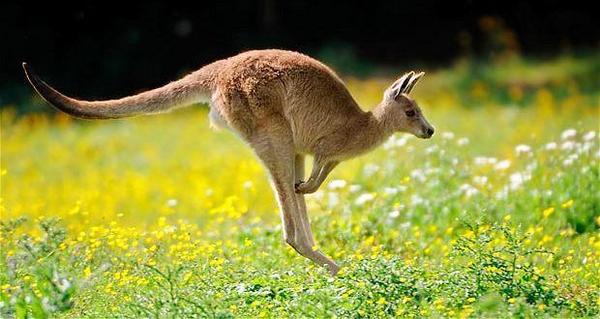 澳大利亚商务签证通过率高吗,怎么办理澳大利亚的旅游签证简单