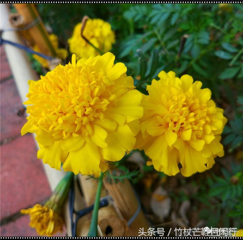 东莞隐贤山庄避坑,现在的东莞隐贤山庄是什么样的