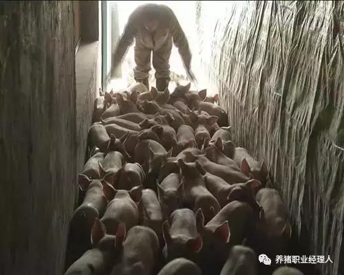 专业师傅赶种猪技巧,猪场赶猪通道设计