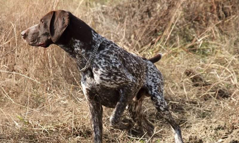 犬属德国刚毛波音达犬,和波音达犬相似的犬