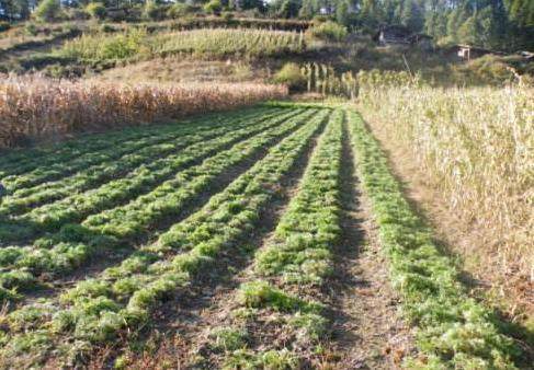 玛咖平原种植,玛卡的种植和用法