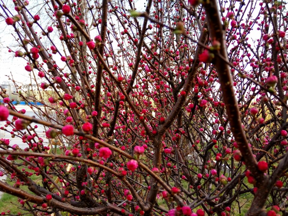 五一劳动节来源和意义作文,五一劳动的来历写下来