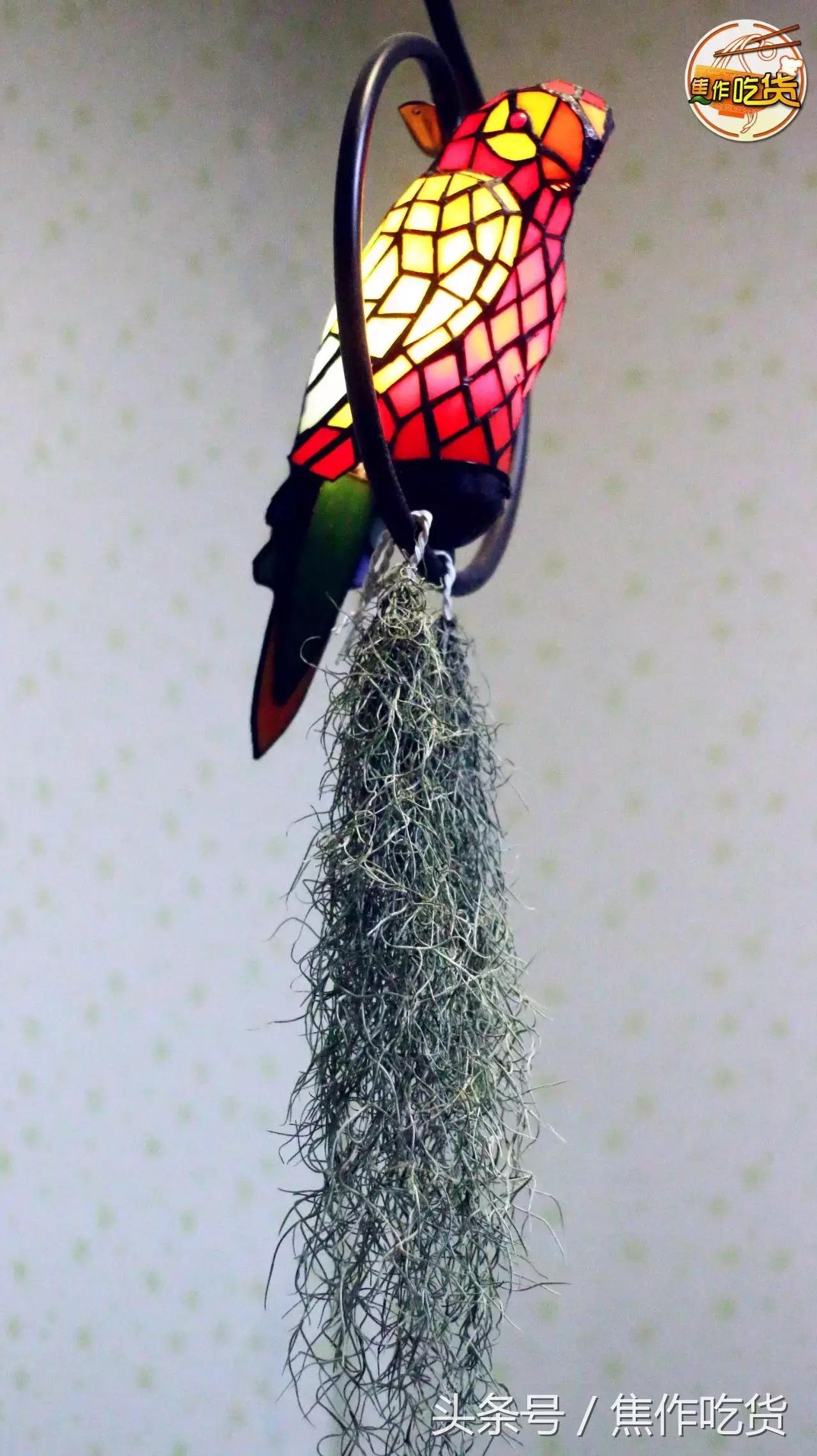 焦作推荐猫咖,焦作新区猫咖