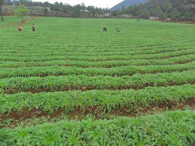 玛咖平原种植,玛卡的种植和用法