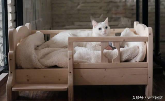 谁买了5000元的猫厕所？她们将猫养得比自己还精细