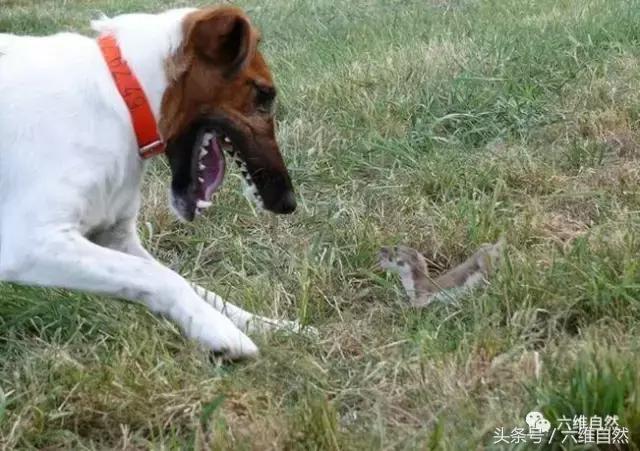 土狗捕捉小黄狗,狗狗抓田园鼠