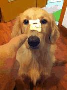 饲养金毛的禁忌,金毛为啥不建议新手养