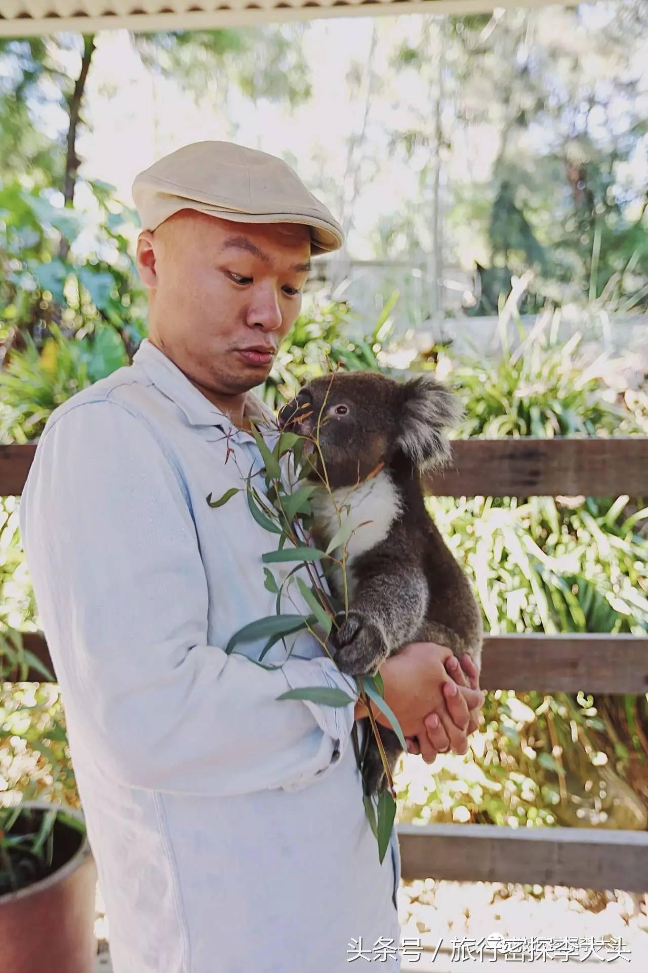 中国哪里可以抱考拉,全球哪里可以抱考拉