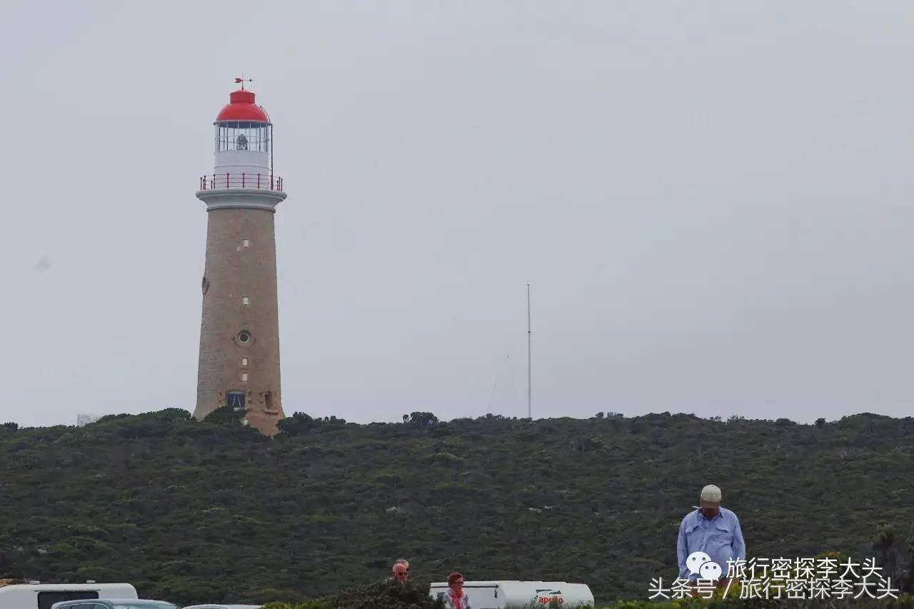 中国哪里可以抱考拉,全球哪里可以抱考拉