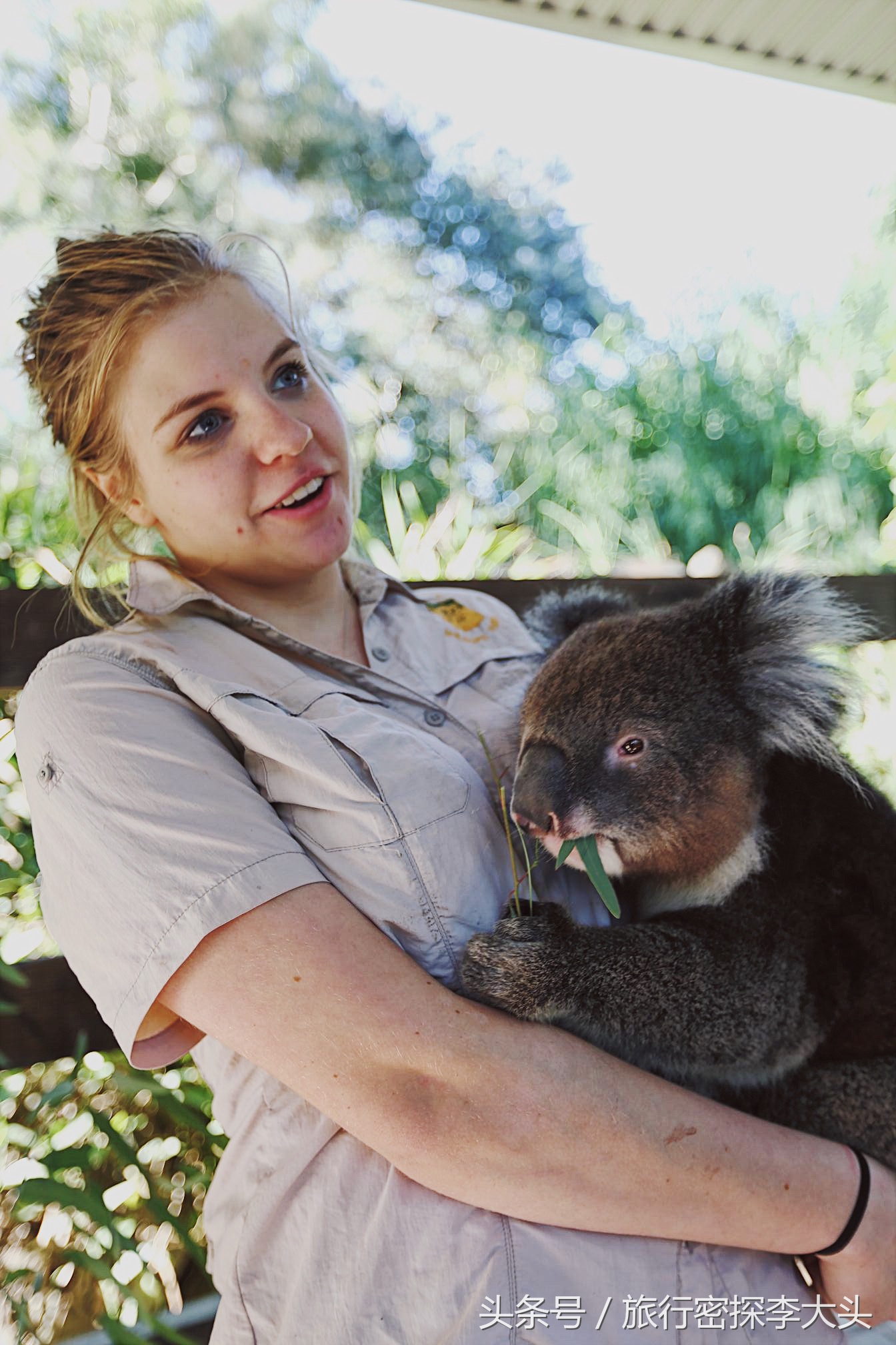 中国哪里可以抱考拉,全球哪里可以抱考拉