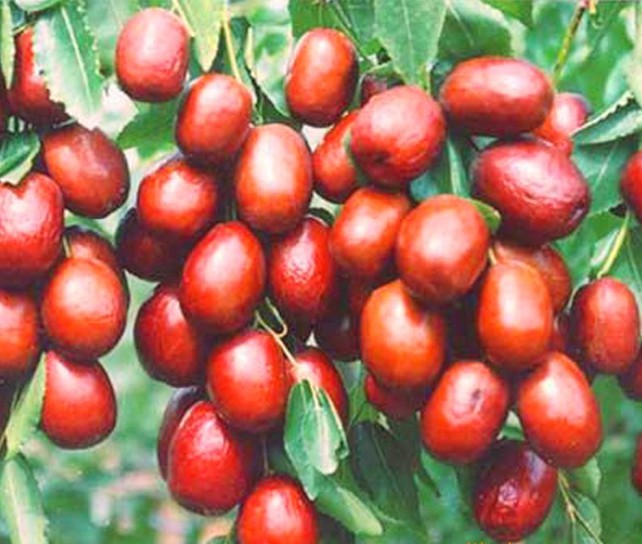 河南红枣小镇,河南内黄红枣之乡