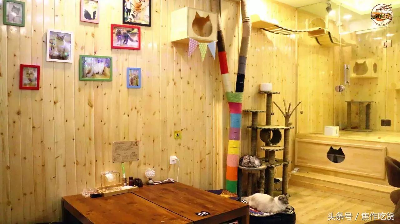 焦作推荐猫咖,焦作新区猫咖