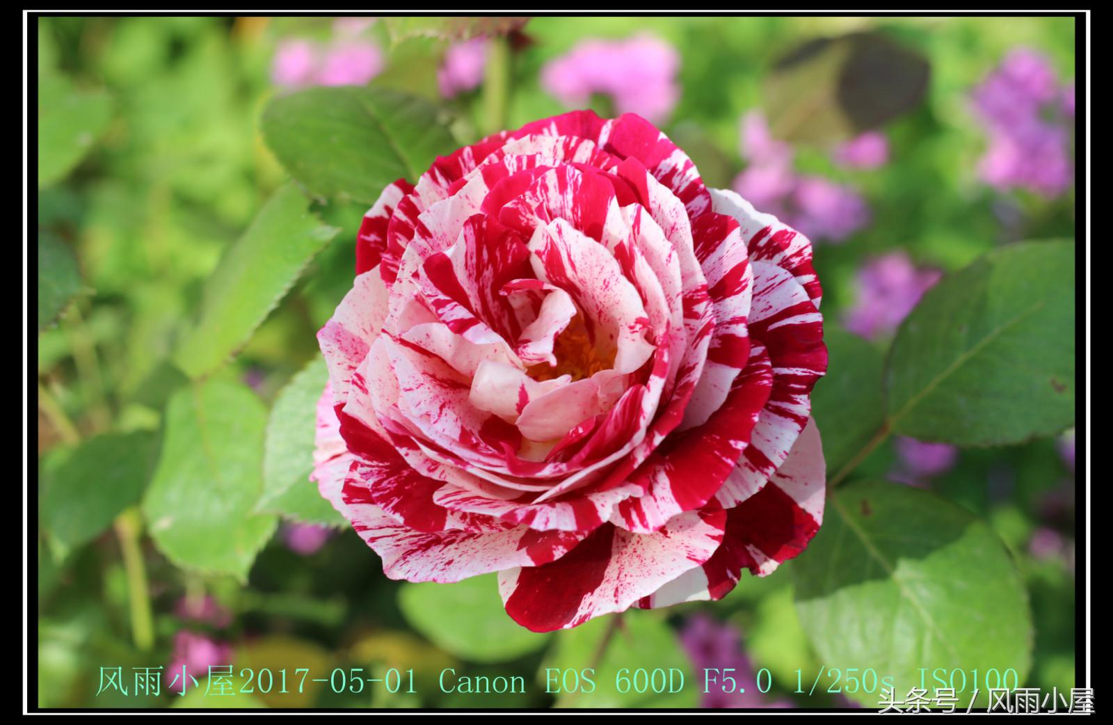 扬州花木市场,扬州阿波罗花木市场现在还在开吗