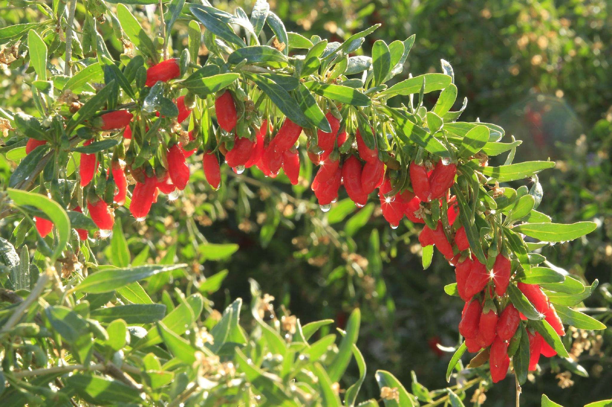 2023年药材最新价格行情,2020年1月25日中药材市场行情