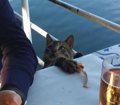 被哈士奇带大的狼，丧失狼族尊严，在家里经常被猫咪暴打