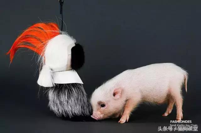 瀹犵墿鐚殑濂緢楗板搧,瀹犵墿鐚繘鍐涘ア渚堝搧鍥剧墖