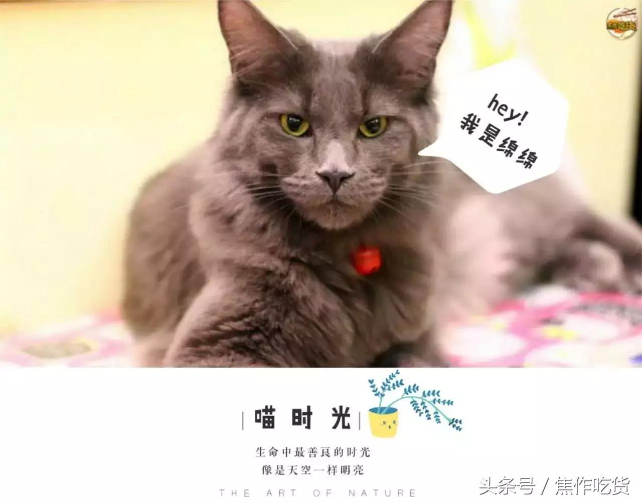 焦作推荐猫咖,焦作新区猫咖