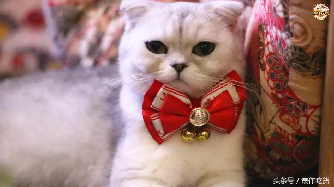 焦作推荐猫咖,焦作新区猫咖