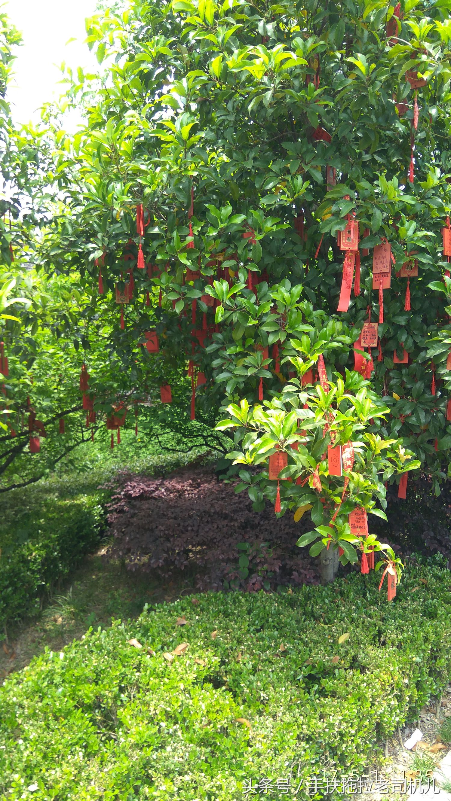 金山枫泾古镇地图,金山枫泾古镇好玩吗值得去吗