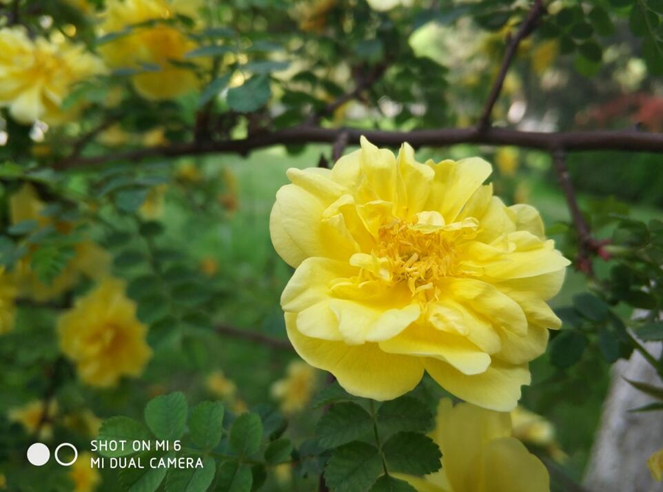 小米6拍照对比,小米6拍照水平