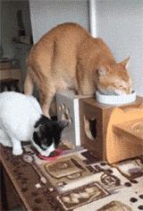 被哈士奇带大的狼，丧失狼族尊严，在家里经常被猫咪暴打