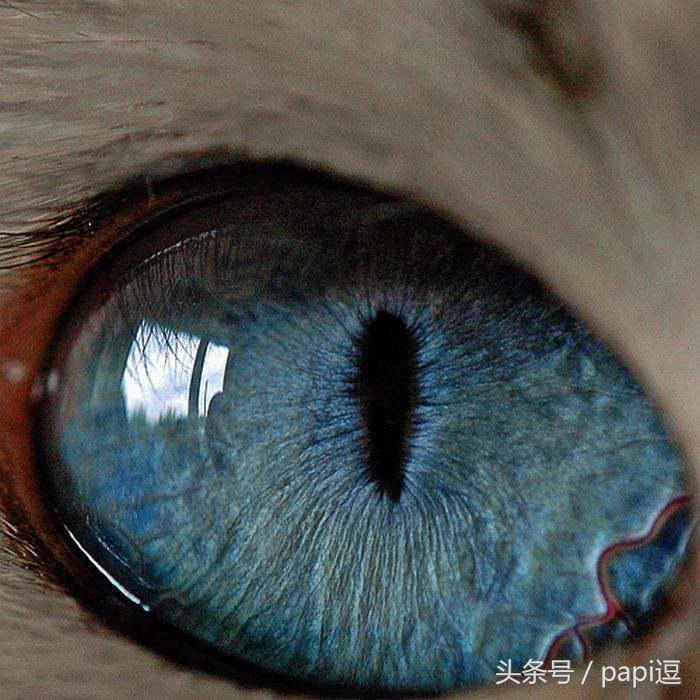 高清镜头下的眼睛看起真美，看眼睛猜动物你能猜对几个
