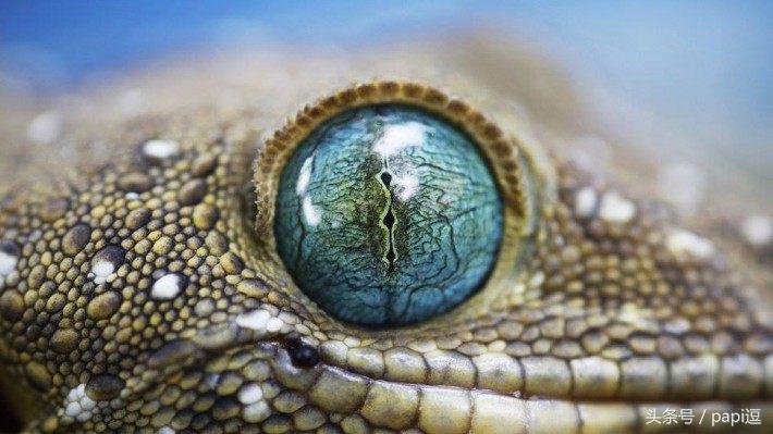 高清镜头下的眼睛看起真美，看眼睛猜动物你能猜对几个