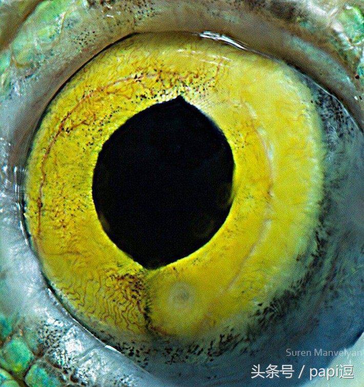 高清镜头下的眼睛看起真美，看眼睛猜动物你能猜对几个