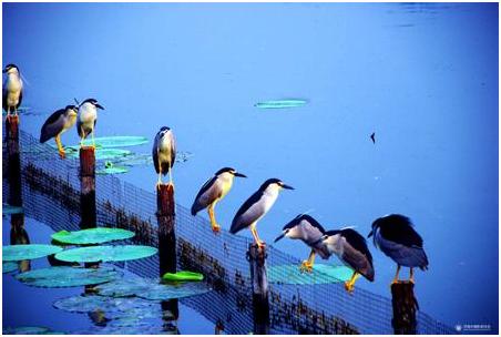 天上掉下个林妹妹黄梅戏,天上掉下个林妹妹电影在线观看