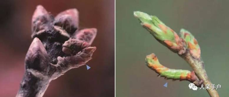 集结拍案称奇的拟态大师