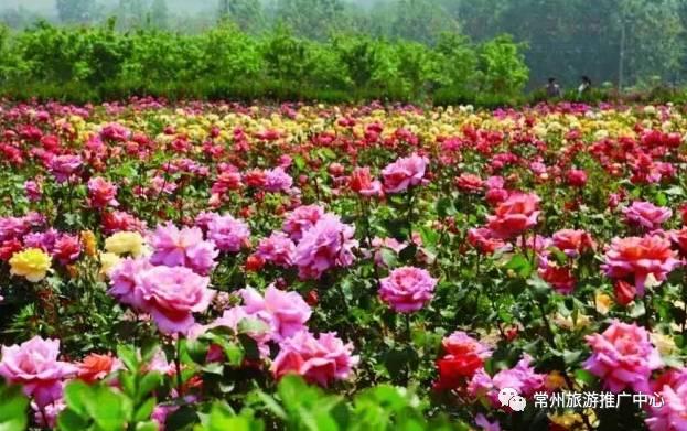 常州花海胜地,常州五月花海尽显美好田园风光