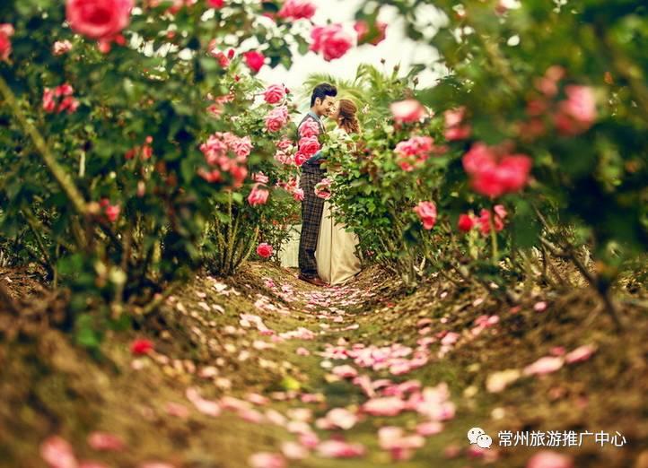 常州花海胜地,常州五月花海尽显美好田园风光