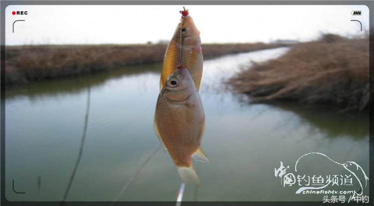 放流才有路亚的乐趣,放流能让资源更丰富