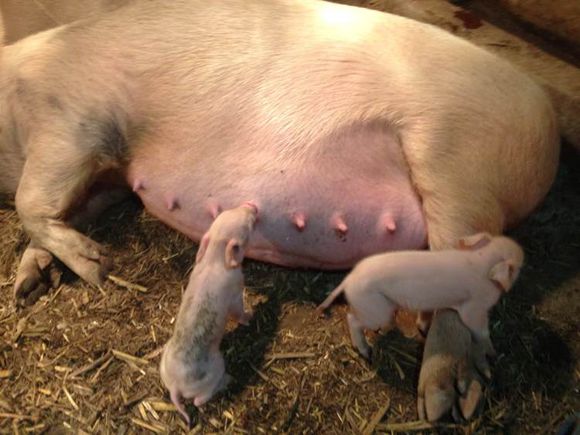 农村干农活怎么防中暑,因天气热母猪中暑怎么处理