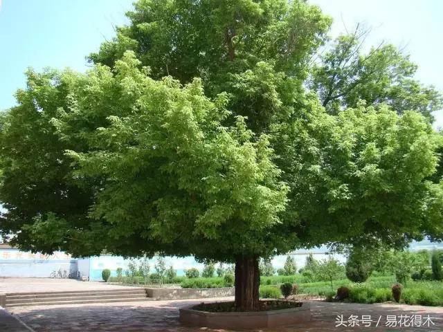 唐枫鸡爪槭红枫三角枫区别,鸡爪槭和红枫还有三角枫