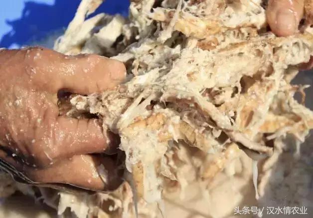 天然的血管支架,被称为血管天然支架的药材是