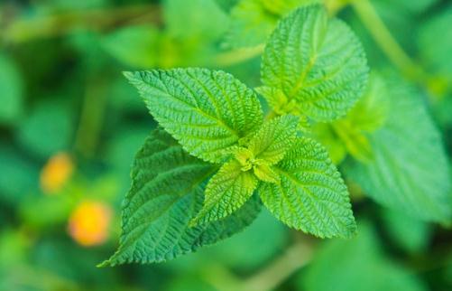 老年人突然鼻血流不停,鼻血流不停是什么原因