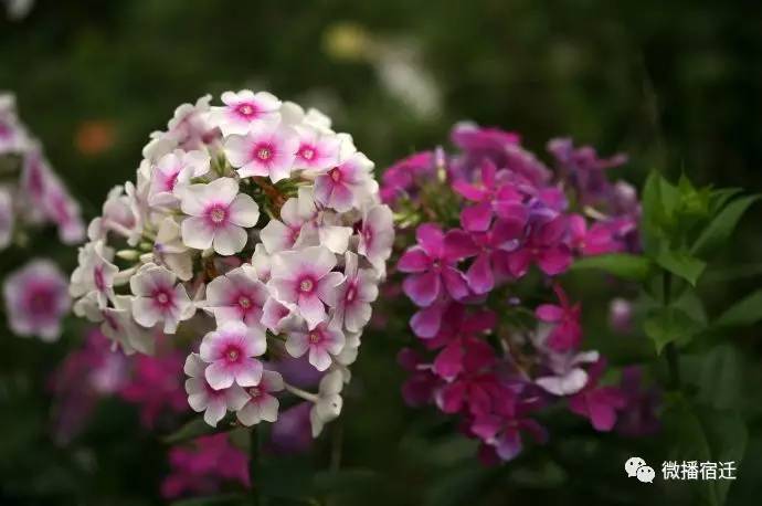 三台山五月盛开的花,5月宿迁三台山开什么花