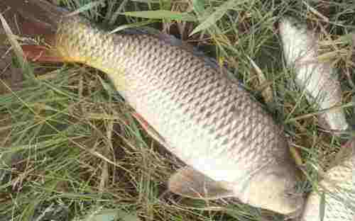 夏季螺鲤3号钓鲤鱼的最佳配方,在河里钓鱼怎么钓得起来