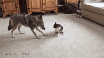 被哈士奇带大的狼，丧失狼族尊严，在家里经常被猫咪暴打