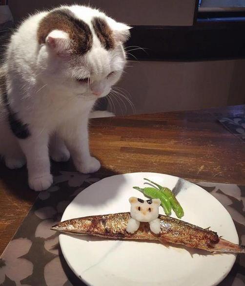 被哈士奇带大的狼，丧失狼族尊严，在家里经常被猫咪暴打