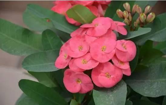 逆天了中国吃货！多肉植物炒肉吃！