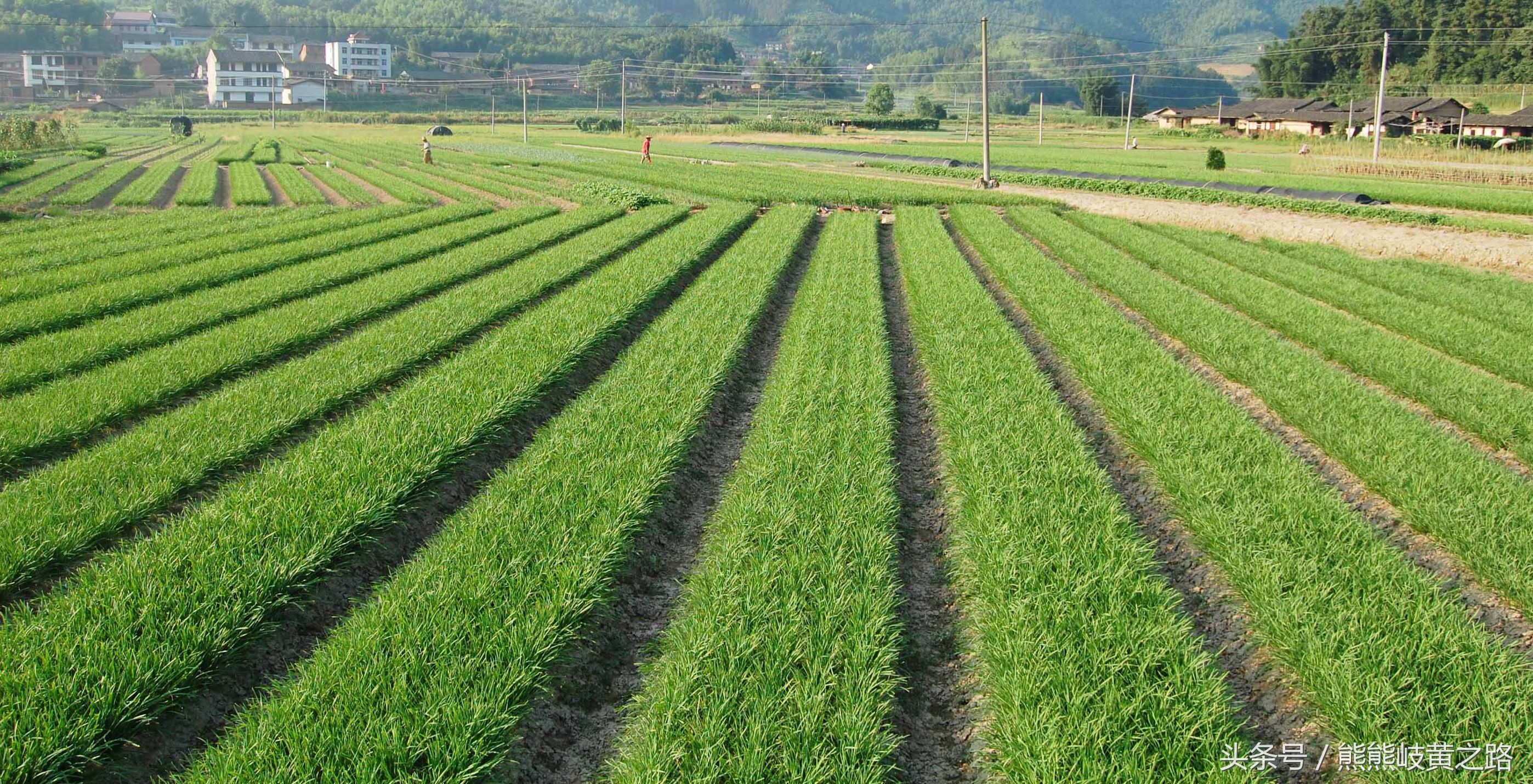 韭菜可以直接放烤炉上烤吗,韭菜怎么防止烤焦