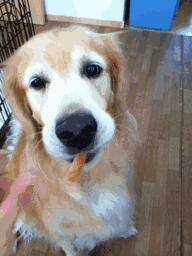 饲养金毛的禁忌,金毛为啥不建议新手养