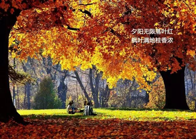 武大樱花园的介绍,武大樱园