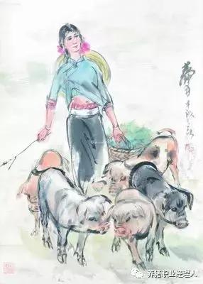 专业师傅赶种猪技巧,猪场赶猪通道设计